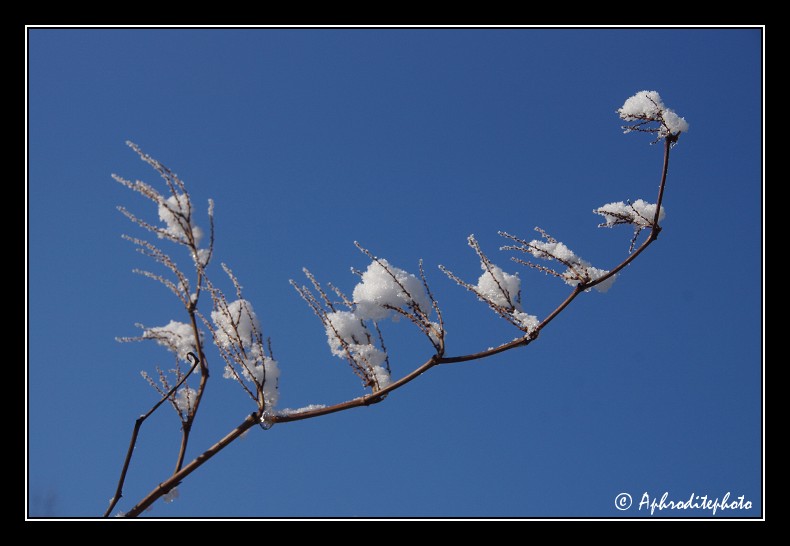 015 Fleurs